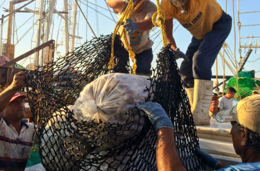  Conapesca anuncia seis periodos de veda y cinco de aprovechamiento en marzo de 2026