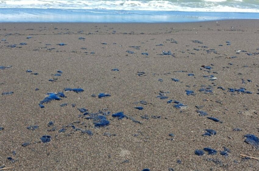  Manchas de hidrocarburo alcanzan playas del norte de Veracruz; Nautla suspende pesca