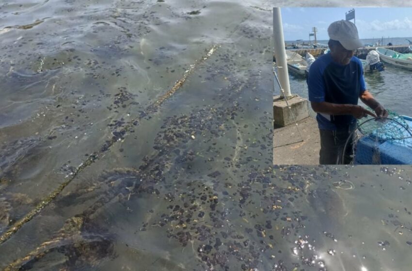  Pescadores limpian con cubetas y redes hidrocarburo que llegó al puerto de Veracruz