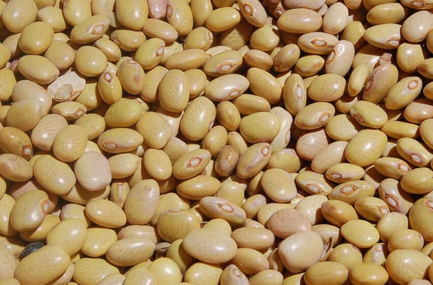  Rechaza Alimentos para el Bienestar frijol mezclado de San Blas | Meridiano.mx