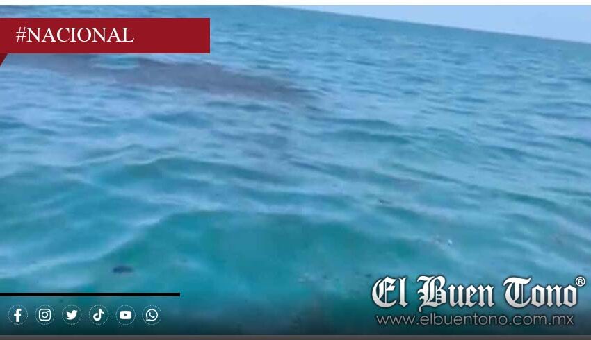  Mancha de hidrocarburo invade costas de Alvarado y alarma a pescadores – El Buen Tono