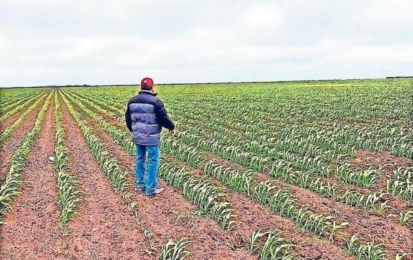  Pierden agricultores casi el 10% de sus cosechas – El Diario