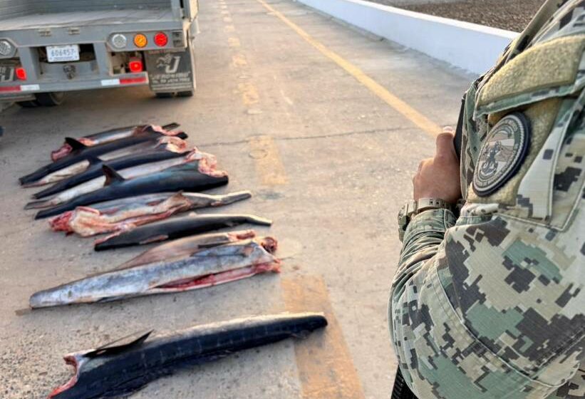  Retienen aproximadamente 502 kilogramos de producto pesquero en el Área Natural …