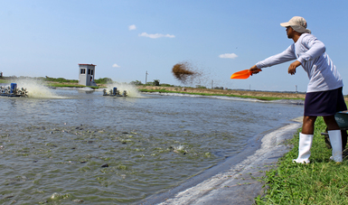  Premian acciones de sustentabilidad en la pesca y acuacultura – Meridiano.mx