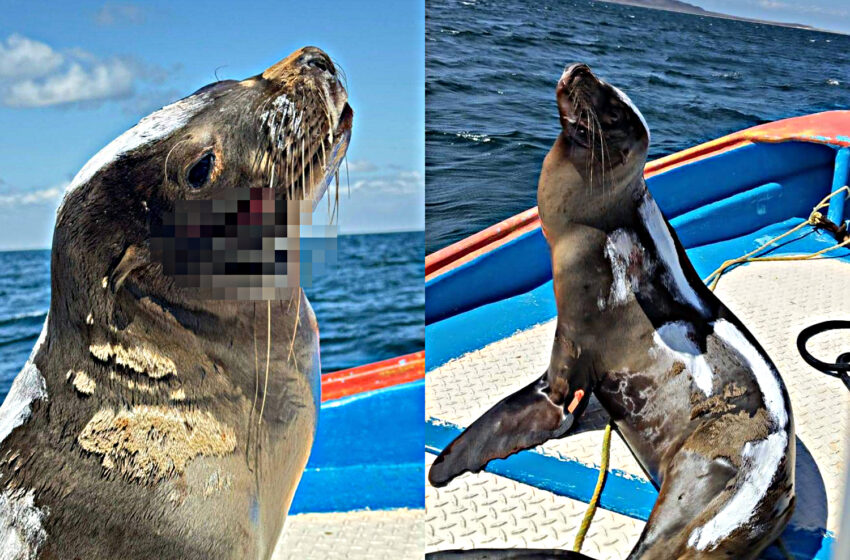  Lobo marino terminó con heridas en cuello y boca por arte de pesca, en Comondú; fue rescatado