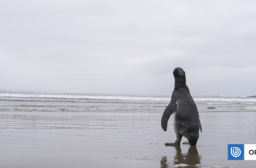  Decretos de medio ambiente, delicado equilibrio | Opinión – BioBioChile