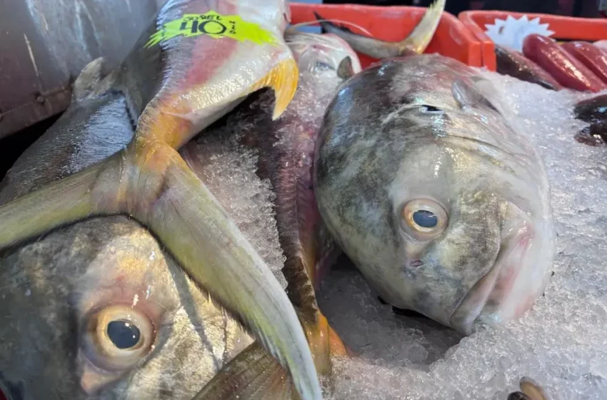  Terminan regalando pescado en Veracruz – XEU