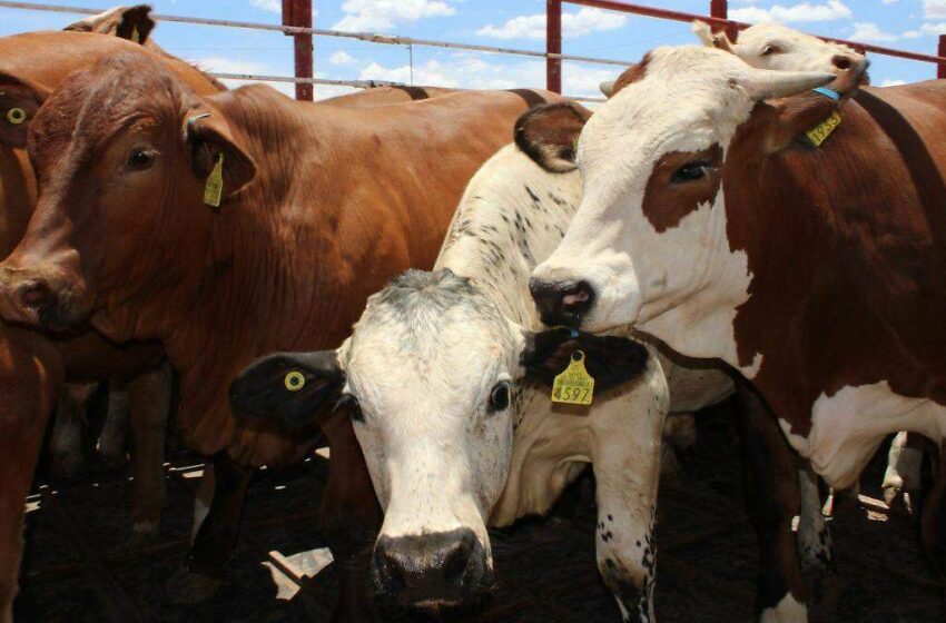  Lluvias de primavera, riesgo para ganaderos en Sonora: favorecen la aparición de …