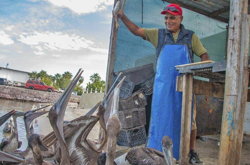  Conapesca abre capacitaciones gratis y en línea: mejora ganancias y haz crecer negocios del mar