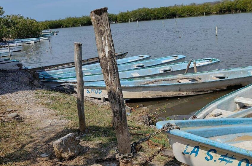  Sin decomisos de camarón en Sinaloa durante la veda, pero reportan incidentes