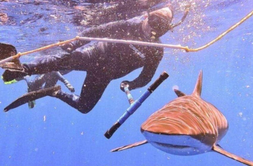  Colgar los anzuelos: los pescadores que impulsan un refugio de tiburones en México