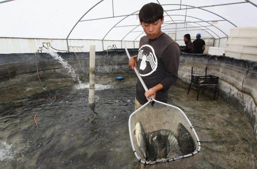  Despunta la acuacultura en Tlaxcala: de jagüeyes con plásticos a estanques tecnificados