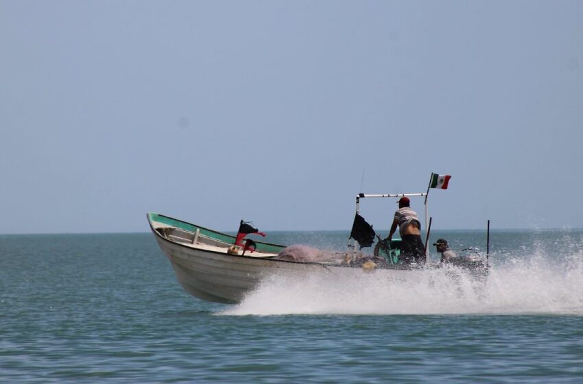  Comienza la temporada de pesca de sierra en el Golfo de Santa Clara – El Sol de México