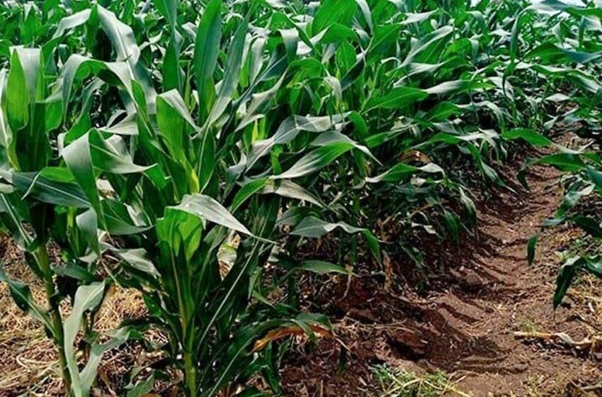  Producción de maíz y trigo cae en Sonora por condiciones climáticas adversas – El Sol de Hermosillo