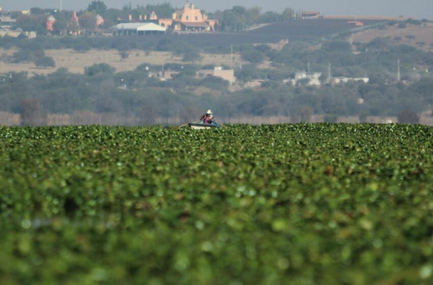  Pescadores pierden hasta 85% de ingresos a causa del lirio en presa Allende