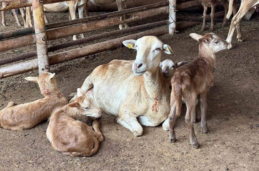  Feria Tabasco: Stad ganadero comercializará productos del programa Pescando Vida
