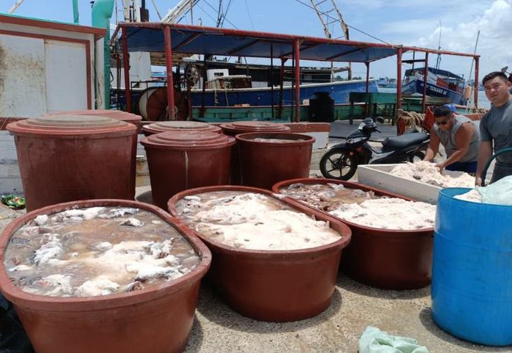  Municipios | Inicia captura de mero en Yucatán con buen ánimo pesquero – Grupo SIPSE