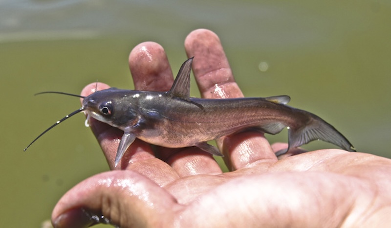 En abril inician periodos de veda y captura en 15 estados de la República – La Capital