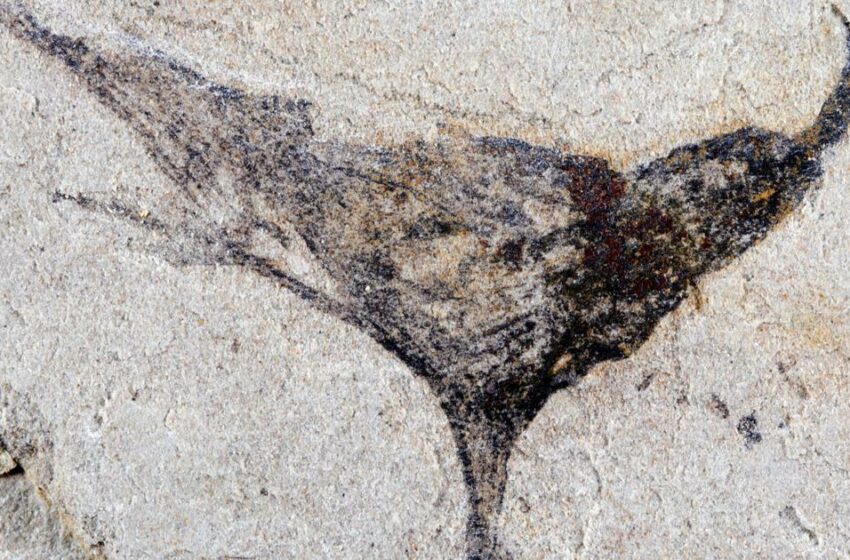  Hallazgo de fósiles en China revela un salto sorprendente hacia la aparición de animales complejos – Lancaster Online