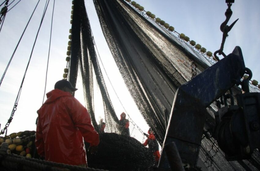  Establecen volúmenes de captura para sardina, anchoveta y macarela en 2026
