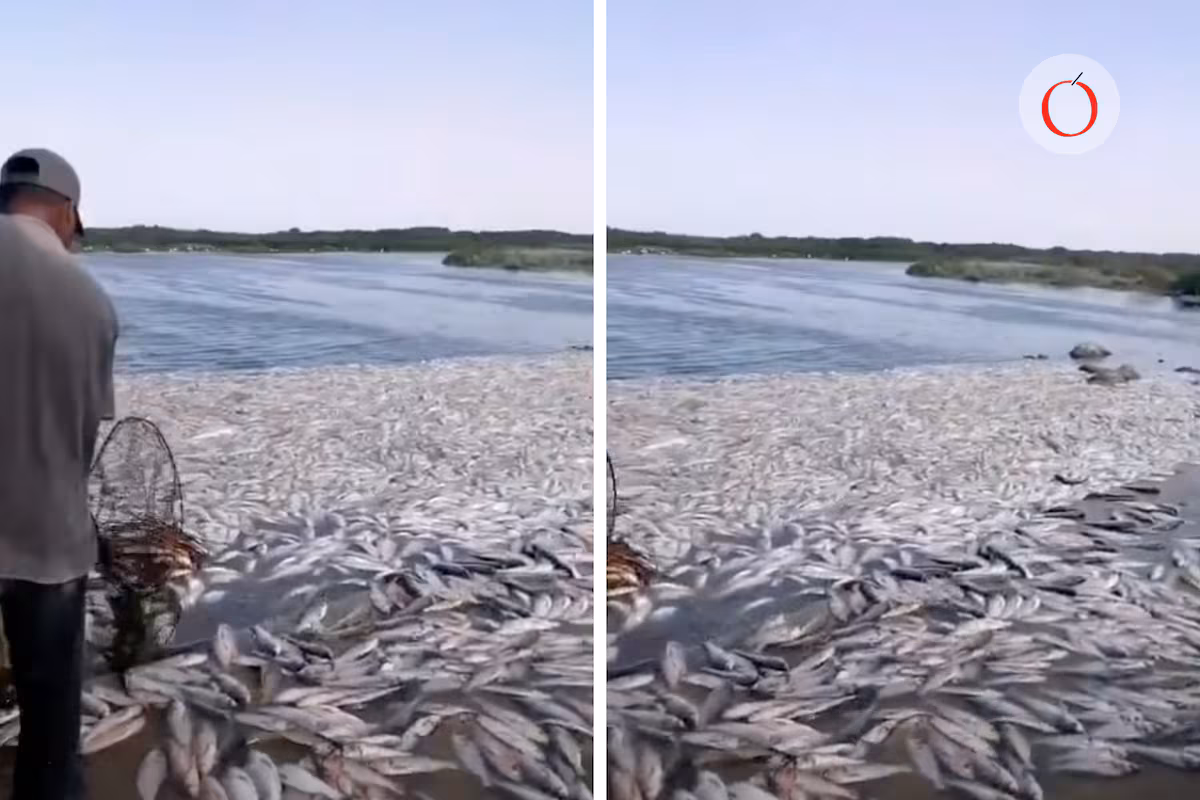  Hallan dos toneladas de peces muertos en Altamira: ¿Qué pasa en El Camalote?