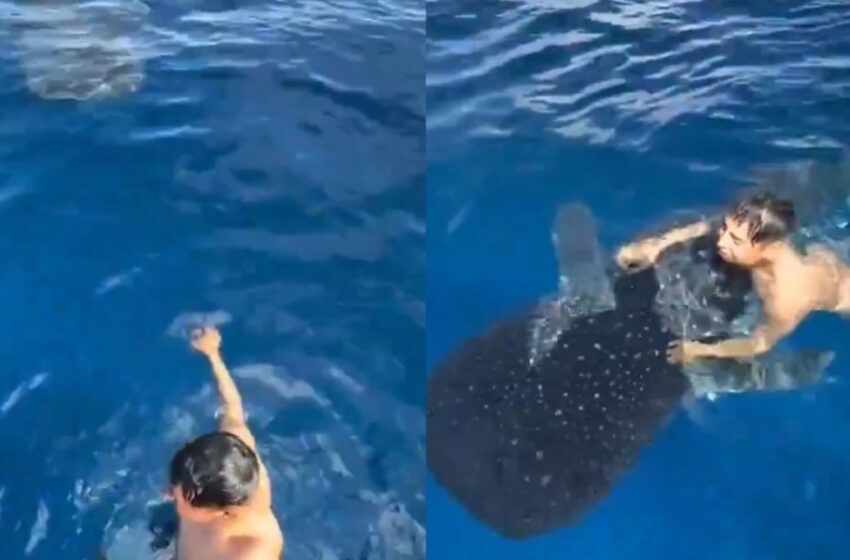  ¡Vaya visita! Tiburón ballena sorprende a pescadores en Manzanillo – Tabasco HOY