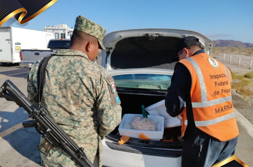  Asegura Marina 10 kilos de callo de hacha ilegal en San Felipen – En Linea BC