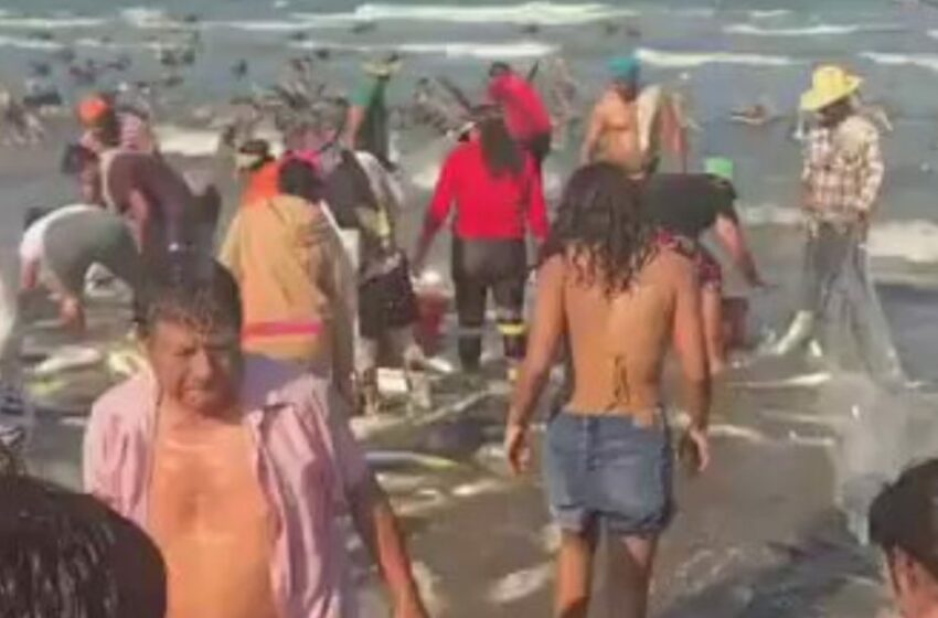  ¡Se llenaron las redes! Pesca masiva de jurel sorprende en Alvarado, Veracruz – Tabasco HOY