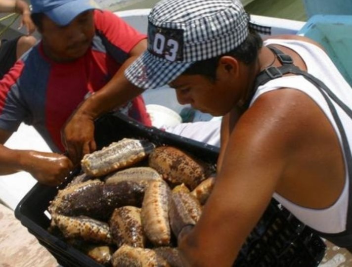  Continúa veda total del pepino de mar – Desde el Balcon