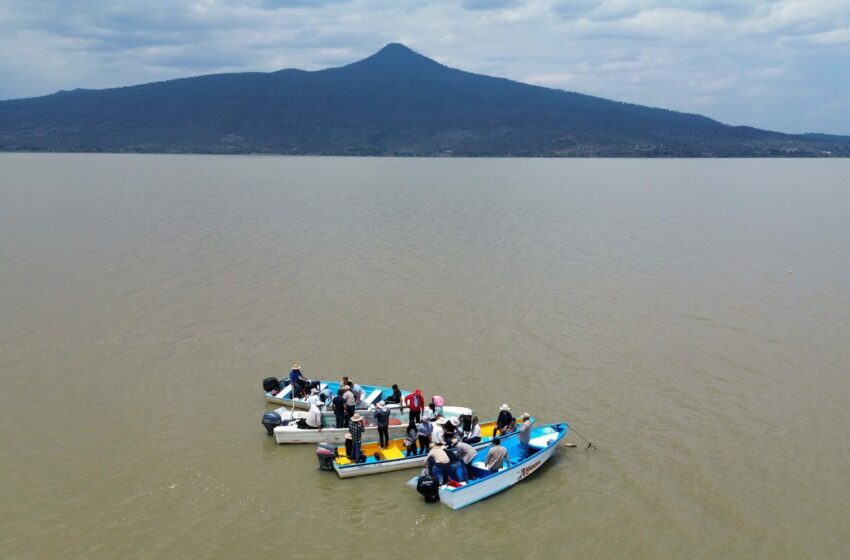  Gobierno de Michoacán siembra mil ejemplares de achoque en el lago de Pátzcuaro