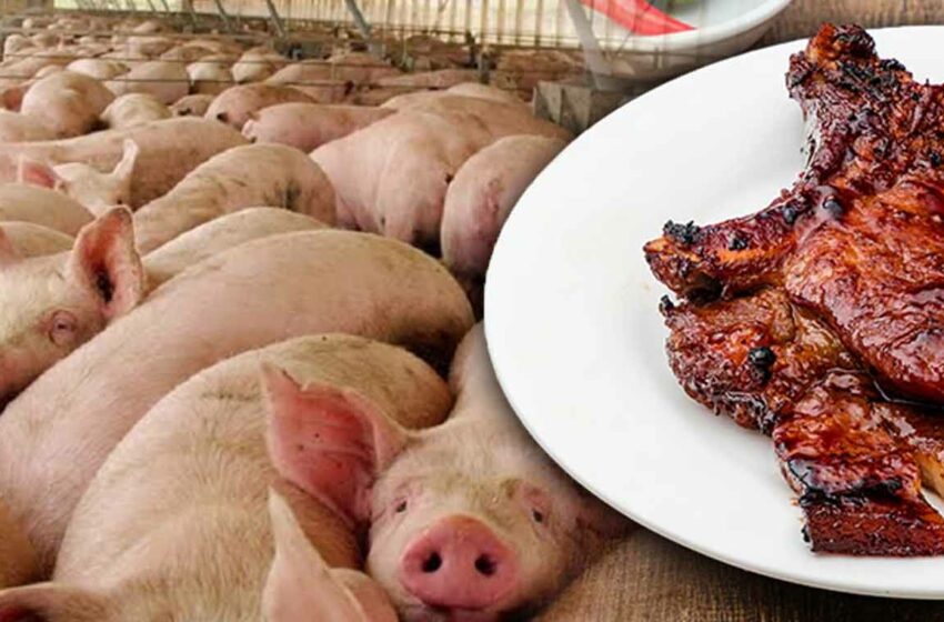  Reportan porcicultores de Sonora producción récord en 2025 con 2.6 millones de cerdos …