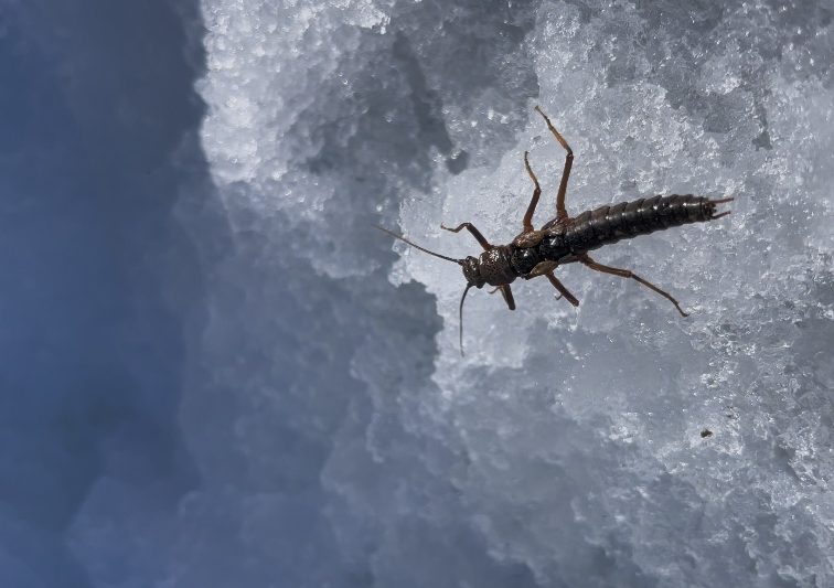  Proyecto internacional busca en los insectos chilenos el secreto de la supervivencia al frío