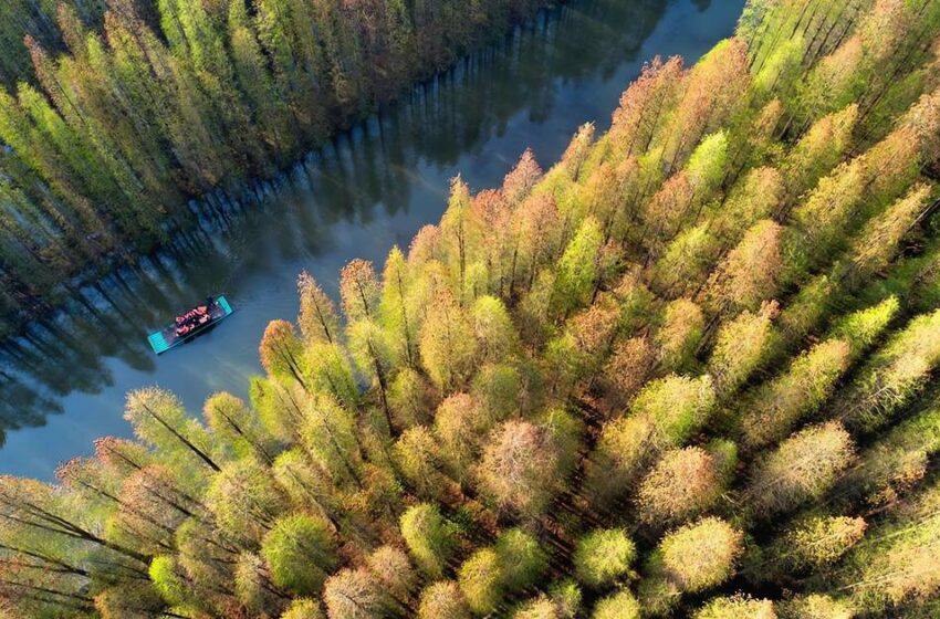  El bosque de las hormigas La aplicación de Alibaba y la financiarización ambiental