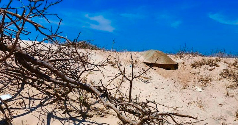  Resguardan 51 nidos de tortuga lora en Tamaulipas