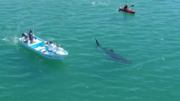  Reportan ataque de tiburón a buzo en costas de Sonora – Expreso