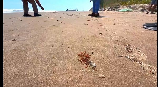  Llegan grumos de chapopote a La Mancha; reportan baja pesca y poco turismo – VeracruzInforma