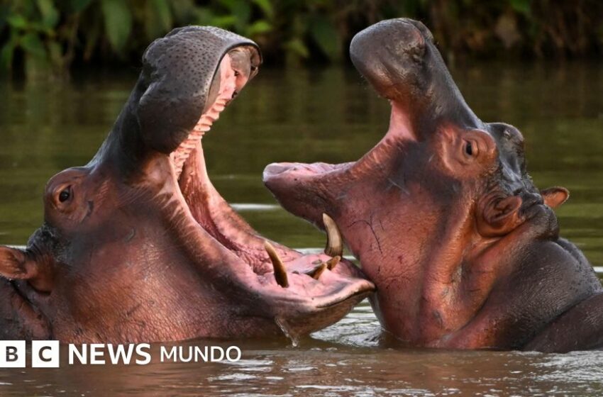  Por qué el gobierno de Colombia sacrificará a 80 de los hipopótamos de Pablo Escobar