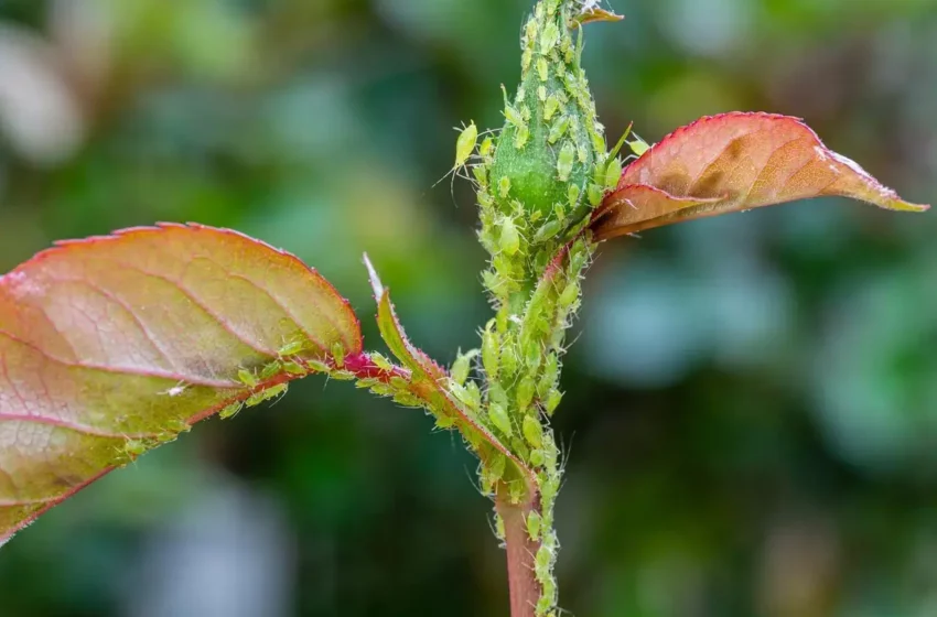  El truco inesperado que arrasa con los pulgones y sorprende a todos los jardineros – Futura