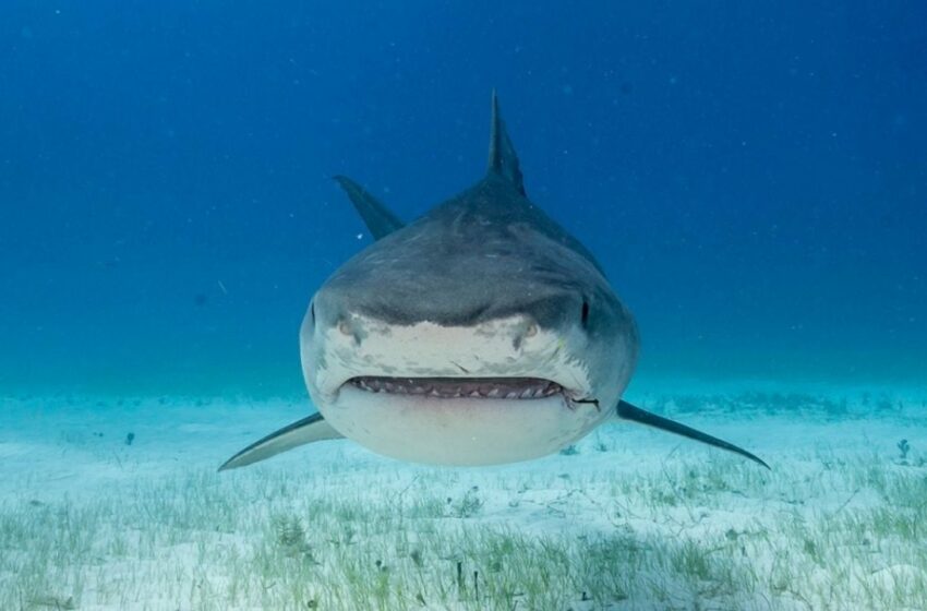  Tiburón ataca a pescador que buceaba cerca de Baja California Sur – El Heraldo de México