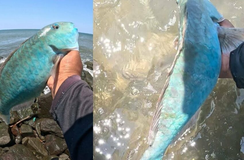  Pescador de Coatzacoalcos se viraliza por pescar y liberar a peculiar pez loro