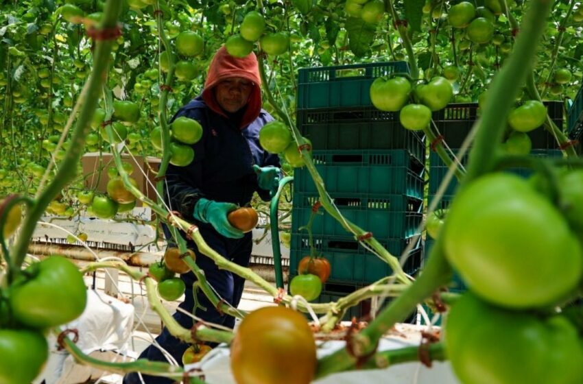  El trópico decidirá la seguridad alimentaria del siglo XXI – La Silla Rota