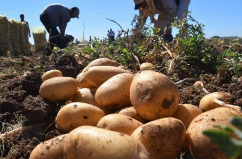  Sonora domina producción de papa con más de 688 mil toneladas y más del 25% nacional