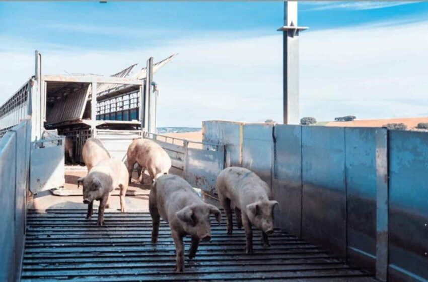  Gobierno da por concluida queja laboral en Sonora bajo el T-MEC – La Jornada