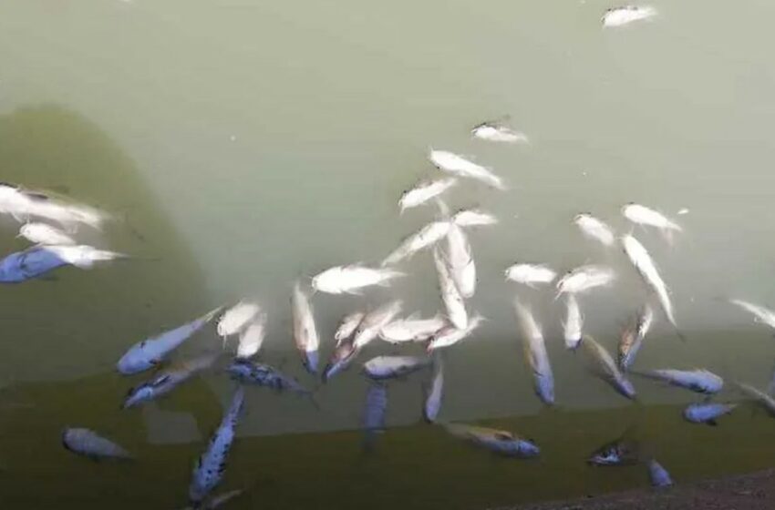  Mortandad de peces en Tamaulipas:causa fue salinidad,dicen autoridades – Milenio