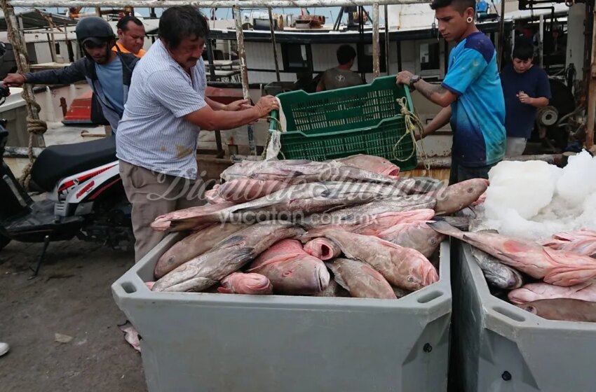 Temporada de mero 2026 inicia con pérdidas para pescadores de Yucatán