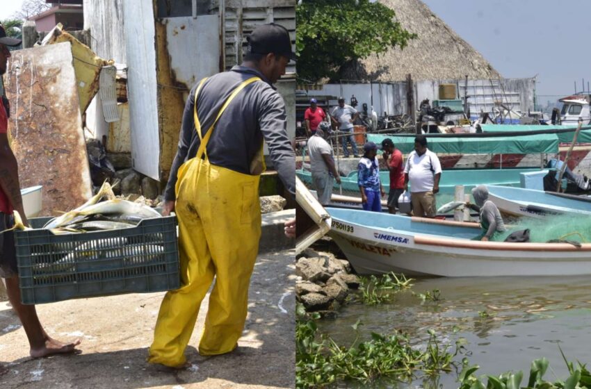  Pescadores Logran Capturar 800 kilogramos de Pez Gallego en el Sur de Veracruz | N+