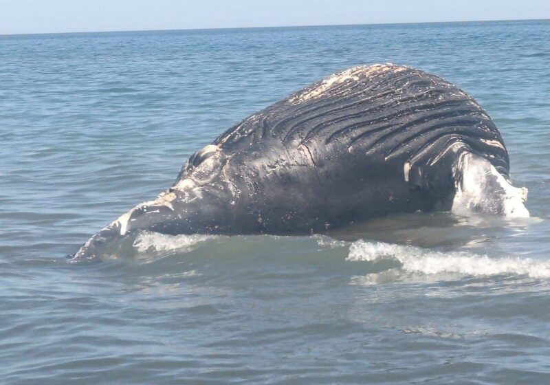  Aumentan enmalles de mamíferos marinos, rescates implican costos millonarios