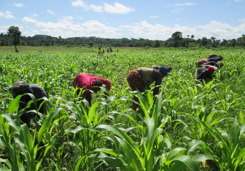  Defender la Tierra también es construir la paz – ONG Manos Unidas