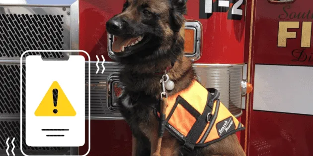  Primer Simulacro Nacional 2026: ¿Cómo participar si tienes mascota?