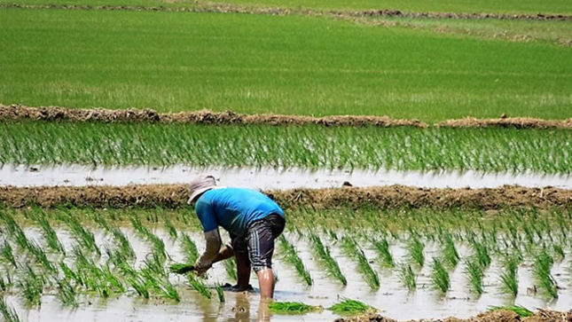  Preocupación por arroceros de Piura ante caída de precios del cereal – Noticias